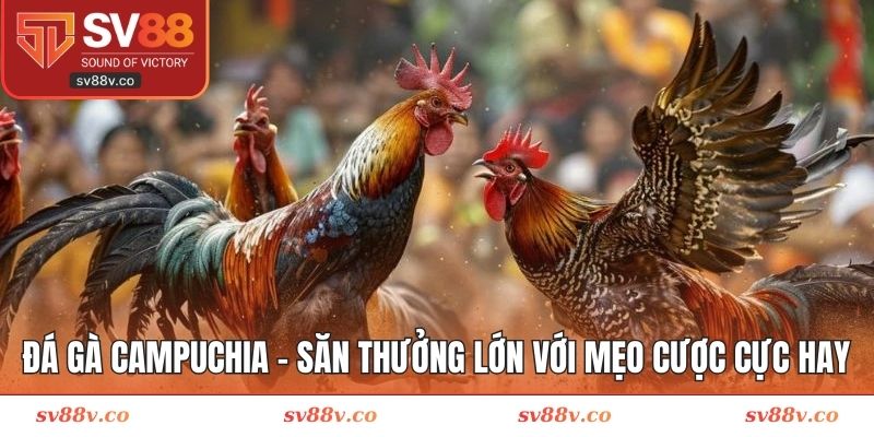 Đá gà Campuchia