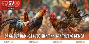 Đá gà cựa dao