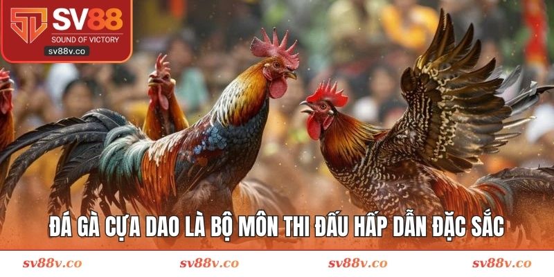 Đá gà cựa dao là bộ môn thi đấu hấp dẫn đặc sắc