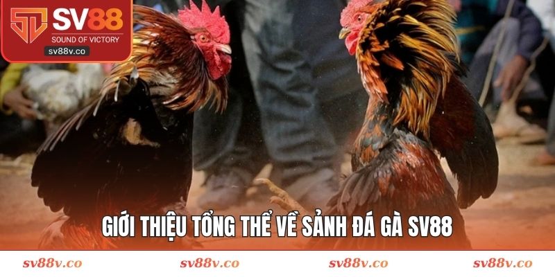 Khái quát về sảnh đấu chiến kê SV88