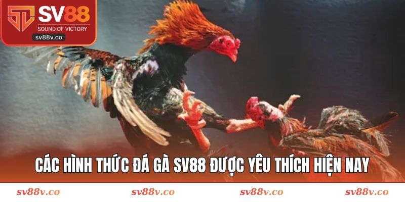 Các hình thức đấu chiến kê tại GAVIP999 nổi bật