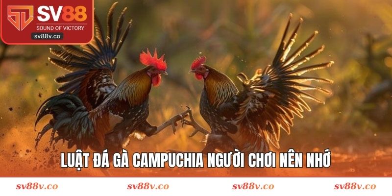 Luật đá gà Campuchia người chơi nên nhớ